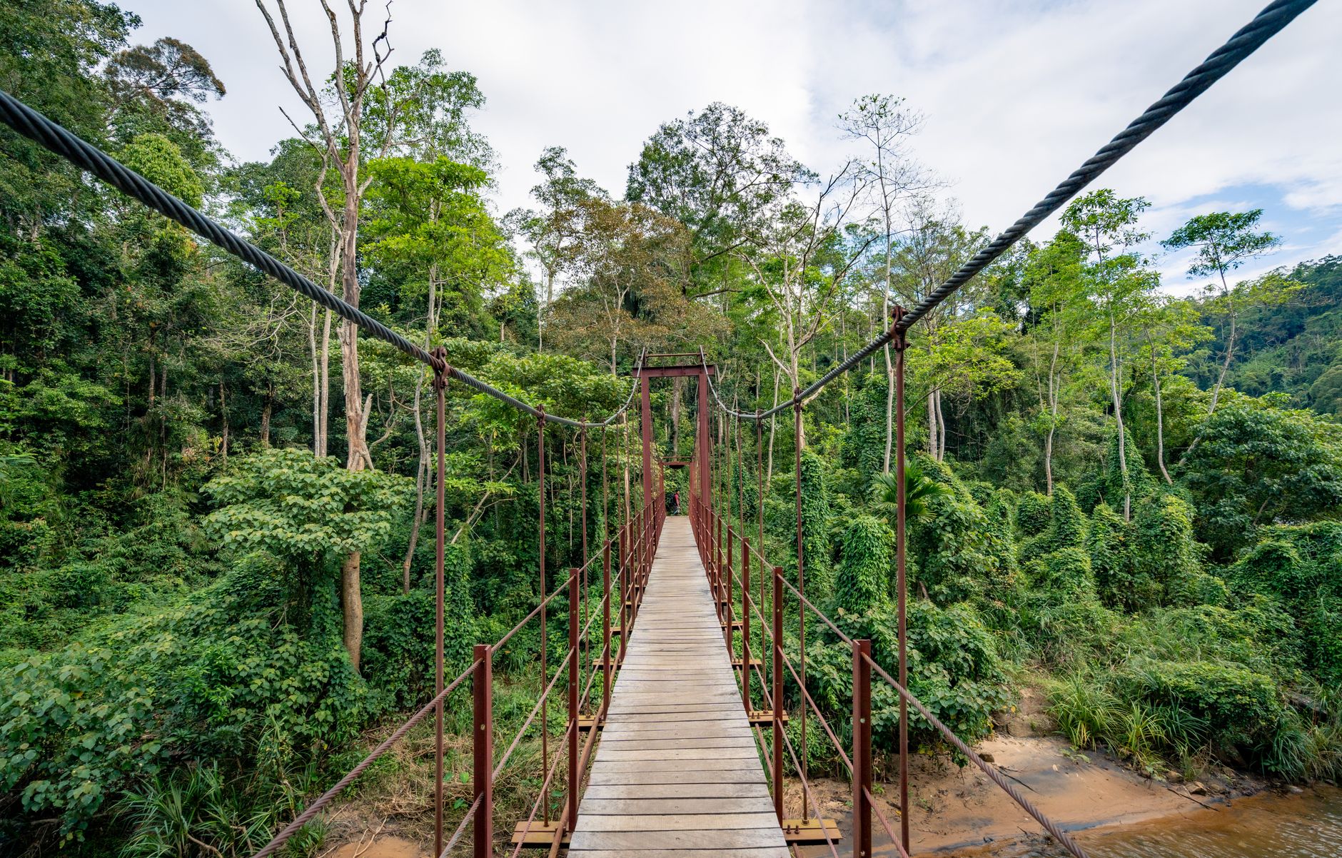 Taman Negara: noc w dżungli, canopy walk i spotkanie z tropikami