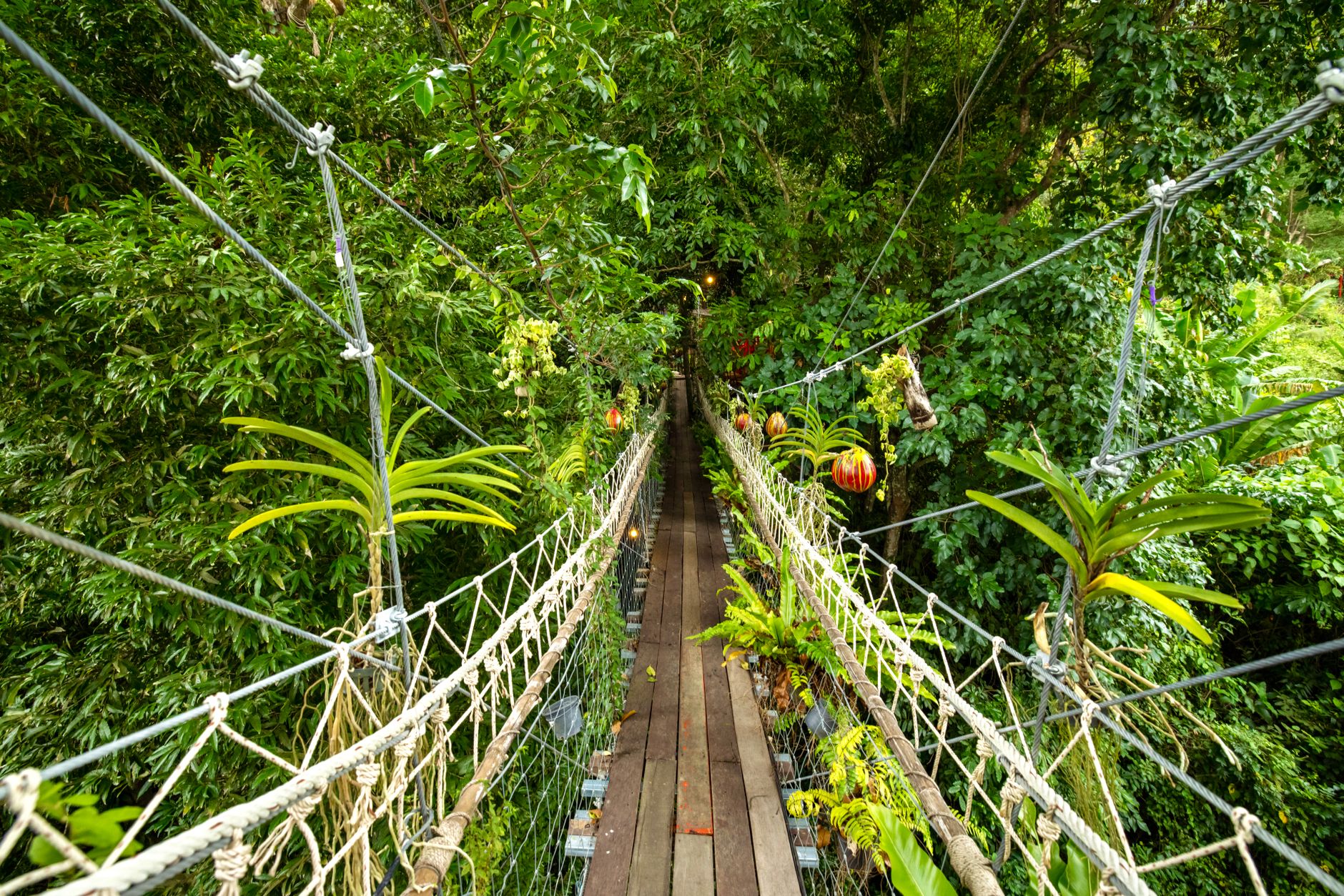 Taman Negara: noc w dżungli, canopy walk i spotkanie z tropikami Taman Negara: noc w dżungli, canopy walk i spotkanie z tropikami